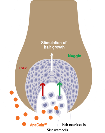 Locerin Scheme